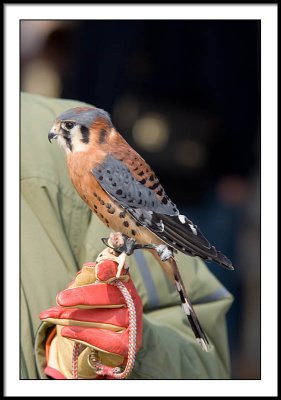 American Kestral