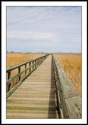 Boardwalk over Tidal Marsh