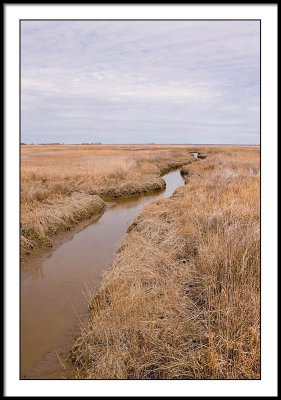 Tidal Marsh