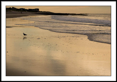 Seagull at surfs edge