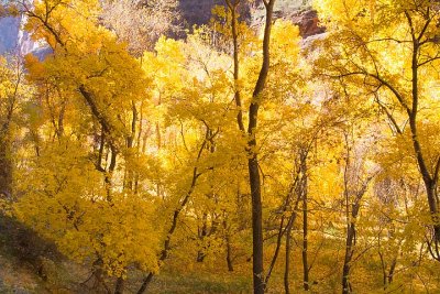 ZionNP-061110-09.jpg