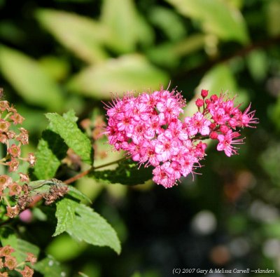 pink flower