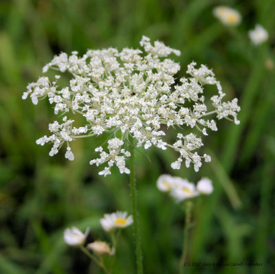 Queen Annes Lace