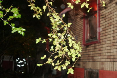 IMG_1053.jpg