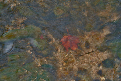 La feuille dans l'eau.