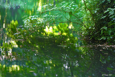 Les reflets sous le pont de branches