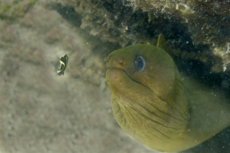 Baby Green Moray Eel