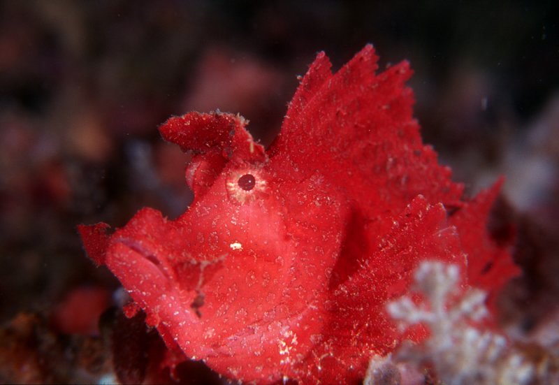 Leaf Scorpionfish