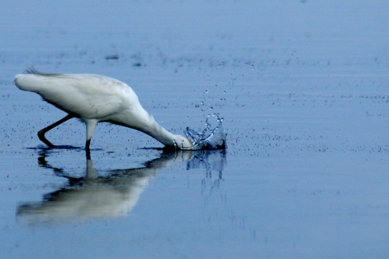 Egret