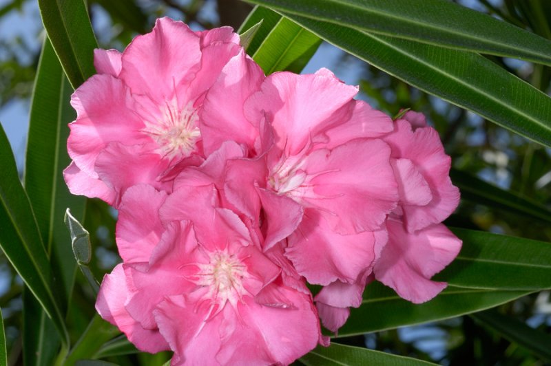 DSC_9325a.jpg