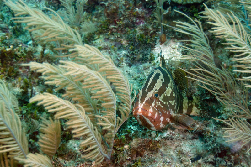 Nassau Grouper