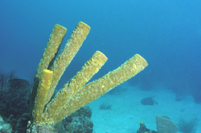 Stove Pipe Sponge