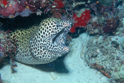 Spotted Morey Eel