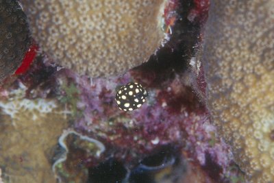 Smooth Trunkfish Juvenile