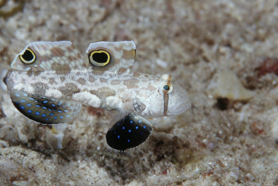 Crab Eyed Goby