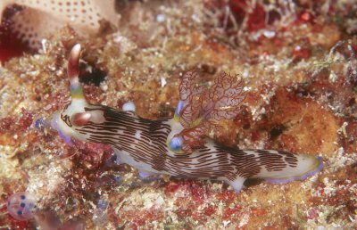 Nudibranch