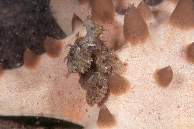 Tiny Octopus on a Sea Star