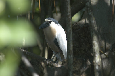 Boat Billed Huron