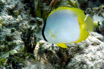 Spot Fin Butterflyfish