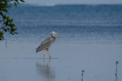 Great Blue Heron