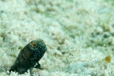 Sailfin Blenny