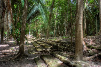 Steps in the Jungle