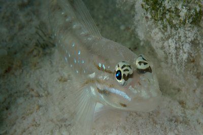 Bridled Goby