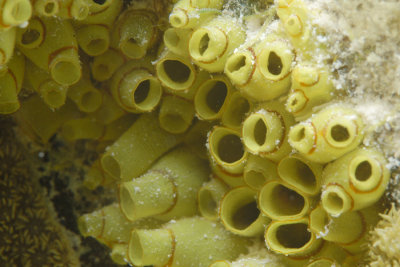Bulb Tunicates