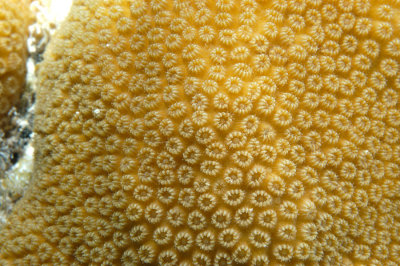 Smooth Star Coral