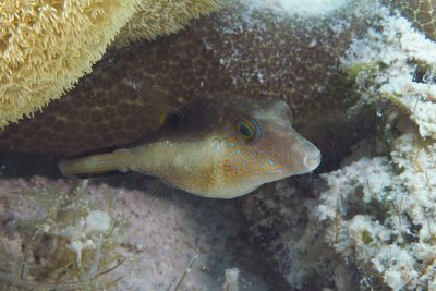 Sharpnose Puffer