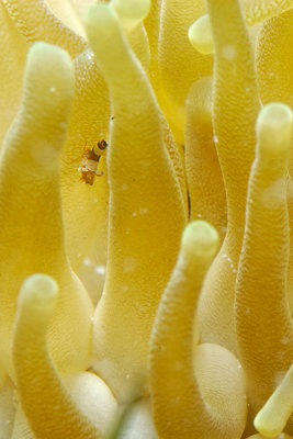 Giant Anemone with Squat Anemone Shrimp