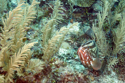 Nassau Grouper