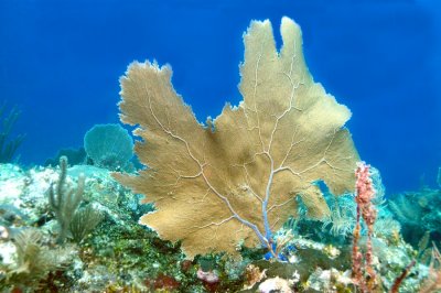 Sea Fan