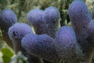 Finger Coral