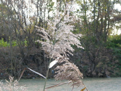 IMG_2126_10_1.JPG