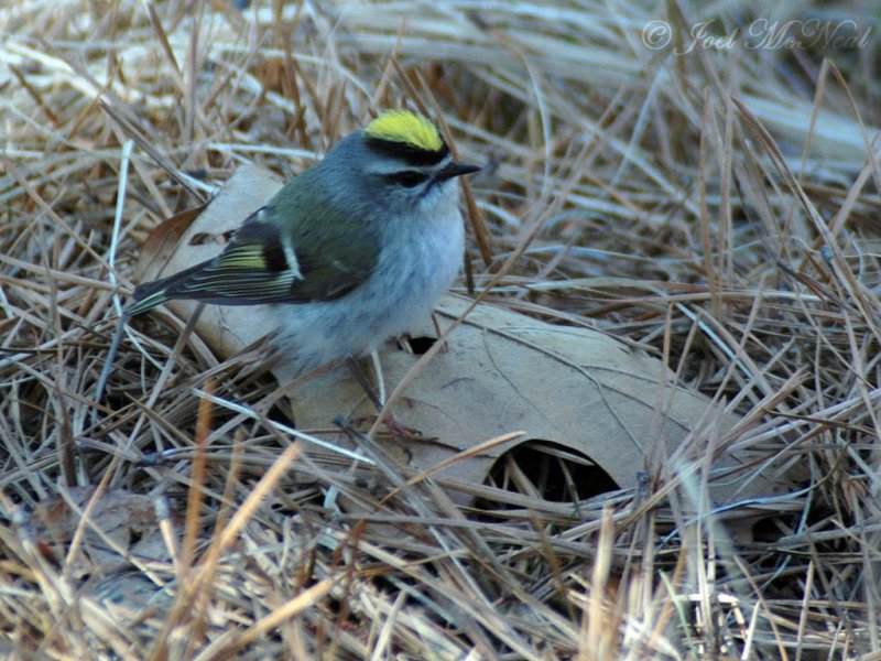 Golden-crowned Kinglet