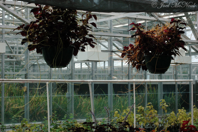 Hazel Dodder (<i>Cuscuta coryli</i>) and Beaked Dodder (<i>C. rostrata</i>)