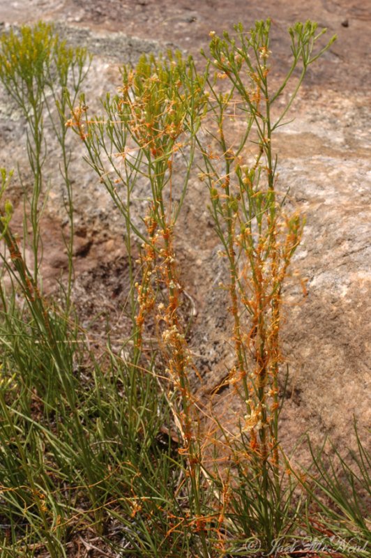 Harpers Dodder: <i>Cuscuta harperi</i> on <i>Bigelowia nuttallii</i>