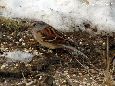 American Tree Sparrow