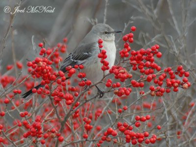 Northern Mockingbird in Winterberry Holly: Essex Co., MA