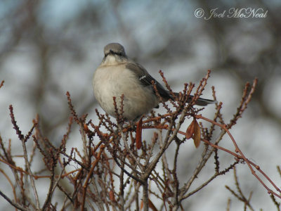 Northern Mockingbird in Bayberry: Essex Co., MA