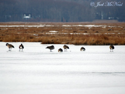 Canada Geese on salt pan ice