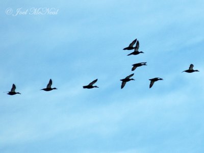 American Black Ducks in flight: Anas rubripes