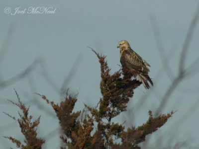 Rough-legged Hawk