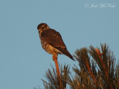 Female Merlin