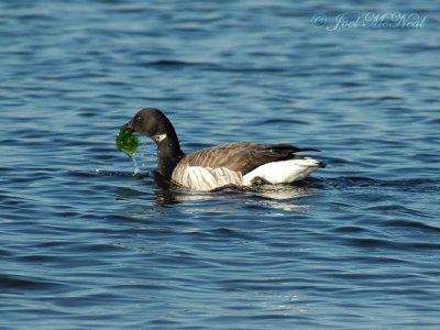 Brant eating Sea Lettuce