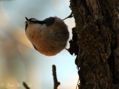 Red-breasted Nuthatch