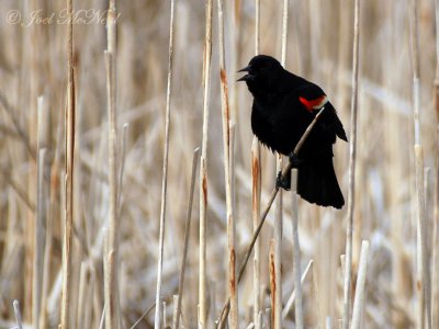 Red-winged Blackbird