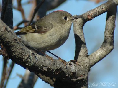 Ruby-crowned Kinglet