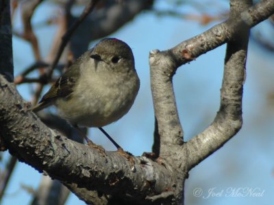 Ruby-crowned Kinglet